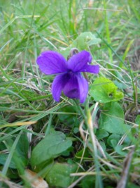 Viola riviniana